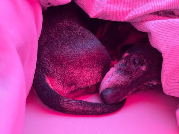 Red Light Therapy for Pets: How to Heal Hot Spots and Skin Irritation Naturally