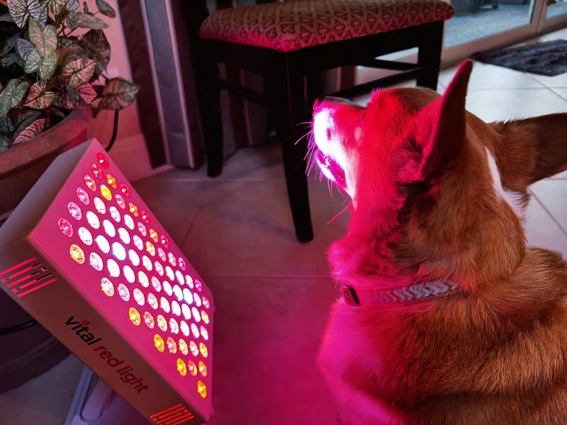 Red Light Therapy For Pets: Proven Benefits Your Vet Wants You To Know