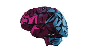 brain image