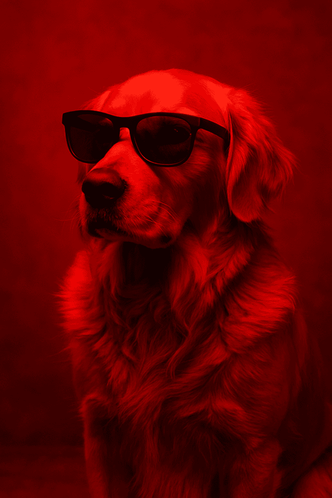 red light therapy for dogs